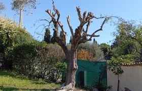 Élagage et taille d'olivier