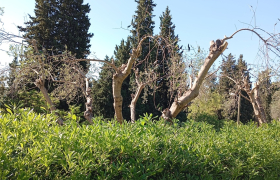 Taille d'olivier