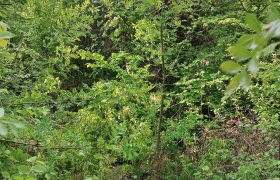 Débroussaillage forestier