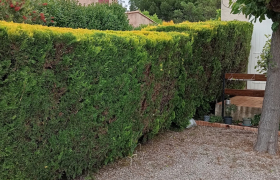 Taille de haie au Luc