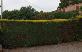 Taille de haie au Luc